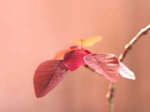 EUPHORBIA II