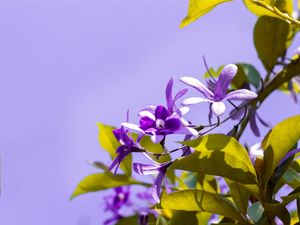 FLOR DE SÃO MIGUEL