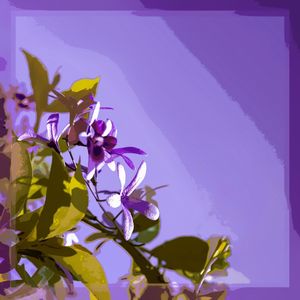 FLOR DE SÃO MIGUEL II