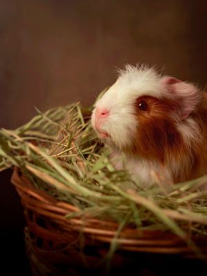 GUINEA HAY