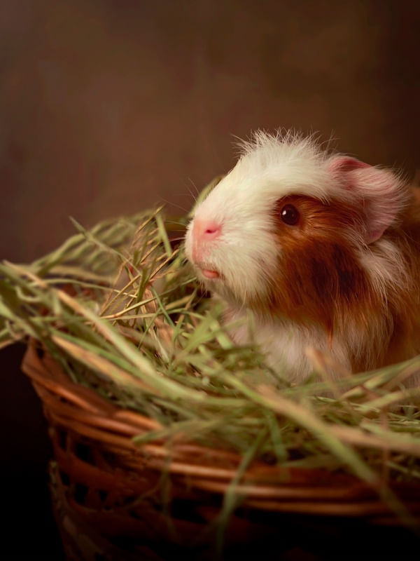 GUINEA HAY