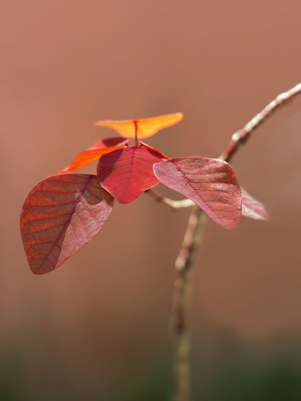 EUPHORBIA