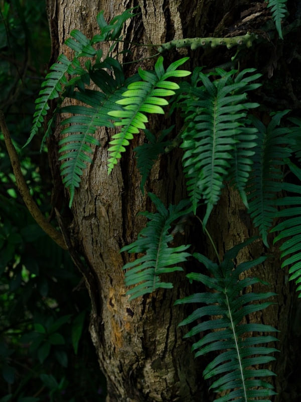 NEPHROLEPIS III