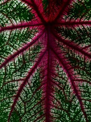 CALADIUM