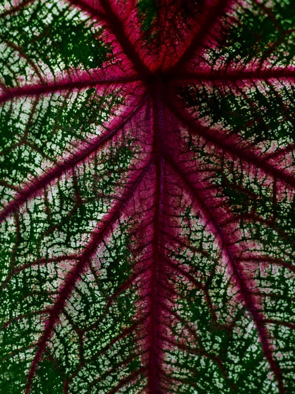 CALADIUM