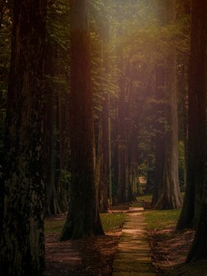 THE FOREST