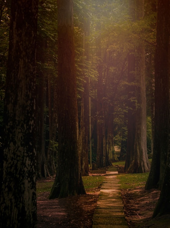 THE FOREST