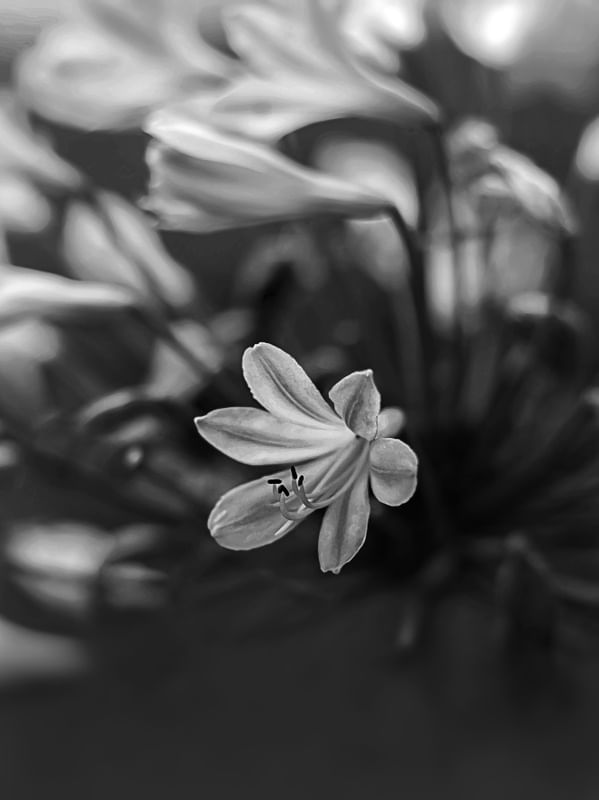 AGAPANTHUS.PEB