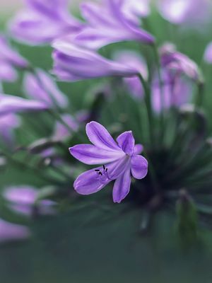 AGAPANTHUS COLOR