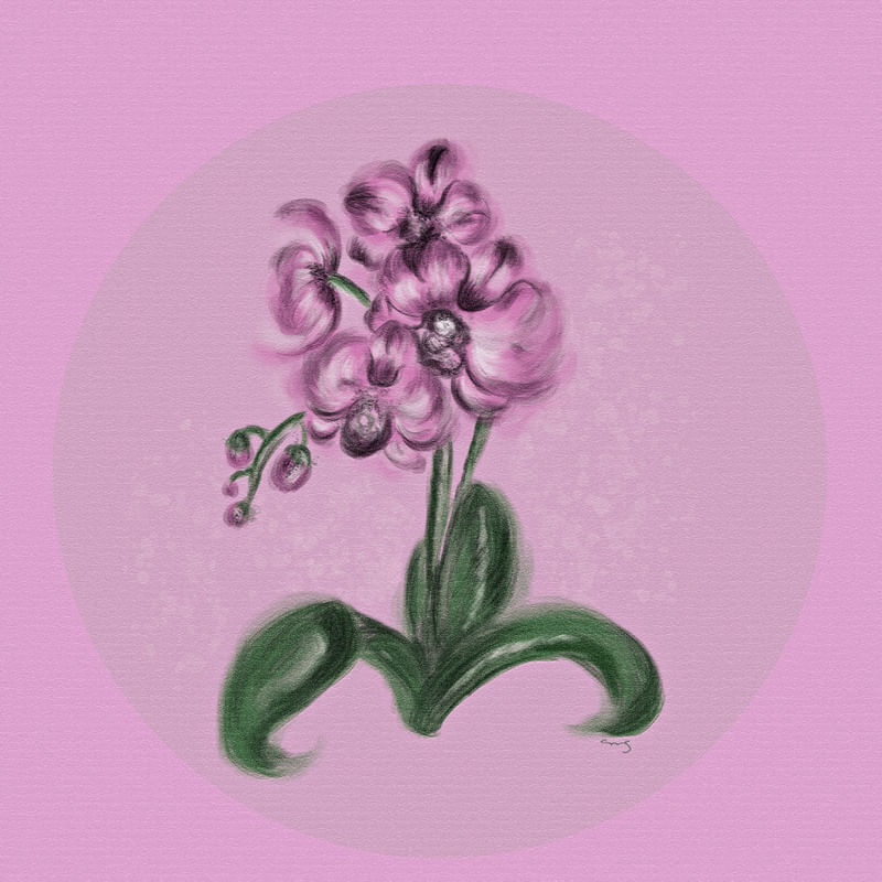 LILAS D'ORCHIDÉES
