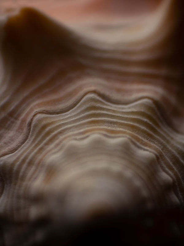 CONCHIGLIA II