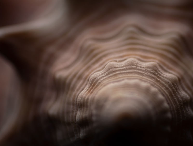 CONCHIGLIA I