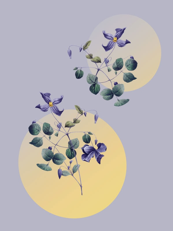 PEQUENAS FLORES- VERY PERI