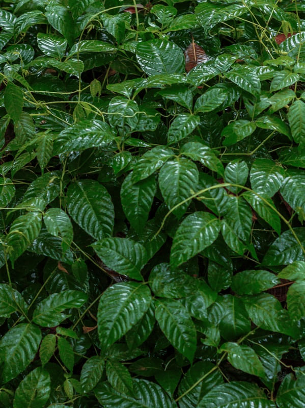 ECO - OBRA 18