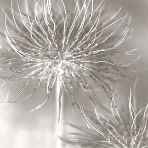 SECRET GARDEN- OBRA 5