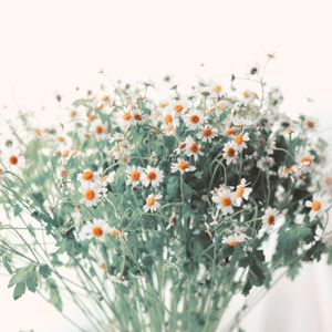 SECRET GARDEN- OBRA 2