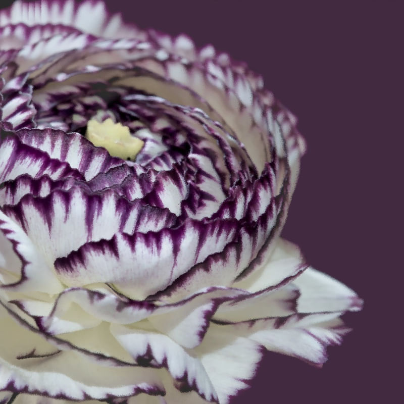SECRET GARDEN- OBRA 3