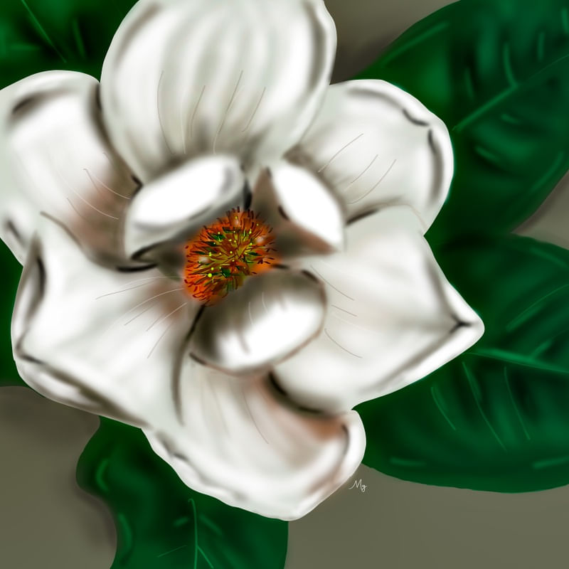 GRANDIFLORA