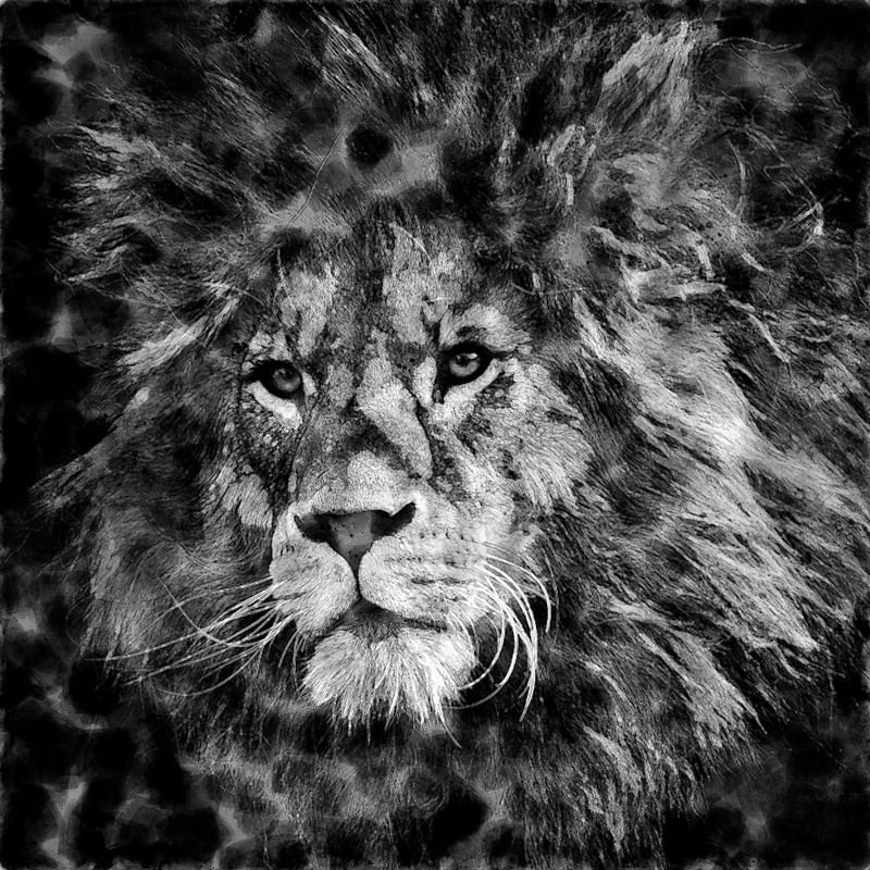 LEONE P&B