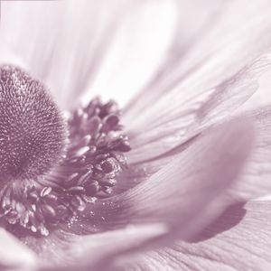 BIOMA - OBRA 7