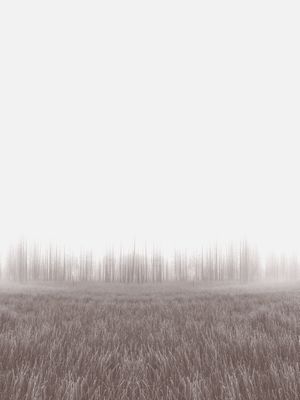 BIOMA - OBRA 15