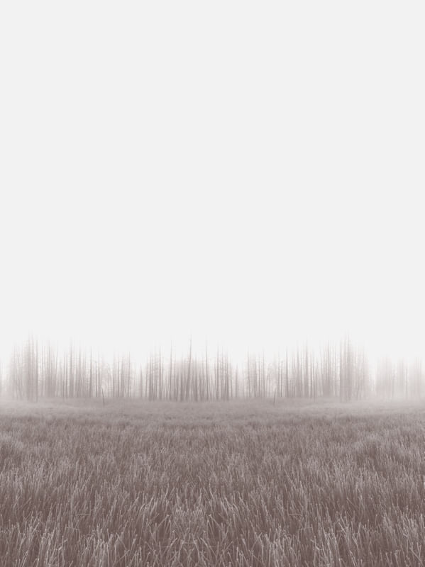 BIOMA - OBRA 15