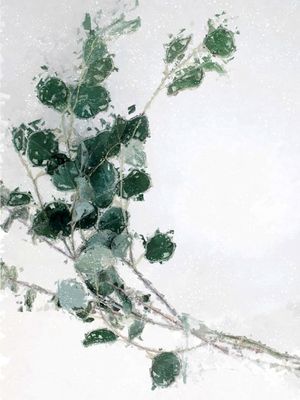 BIOMA - OBRA 19