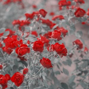 JARDIM - ROSAS