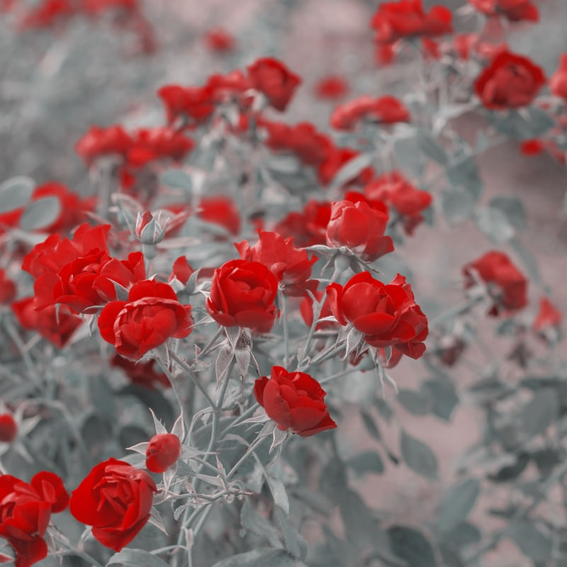 JARDIM - ROSAS