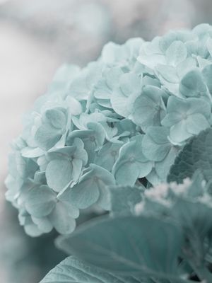 JARDIM - HORTÊNSIA 1