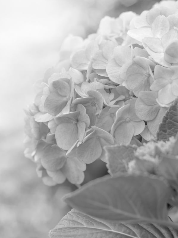 JARDIM - HORTÊNSIA 2