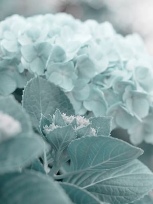 JARDIM - HORTÊNSIA 3