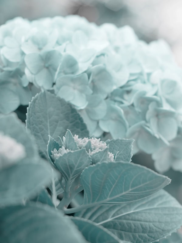 JARDIM - HORTÊNSIA 3