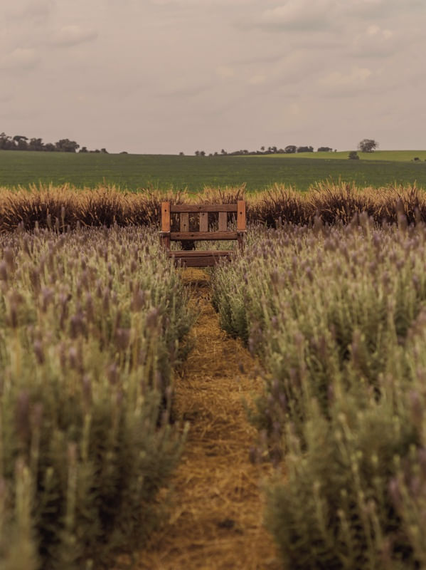 JARDIM - CAMPO DE LAVANDA