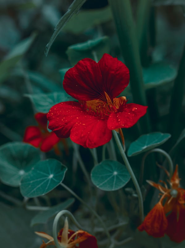 JARDIM - CAPUCHINHA