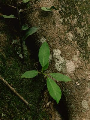 JARDIM - FICUS