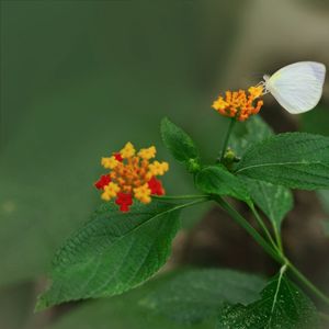 JARDIM - LANTANA