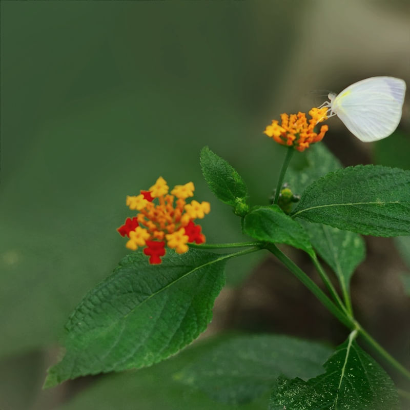 JARDIM - LANTANA