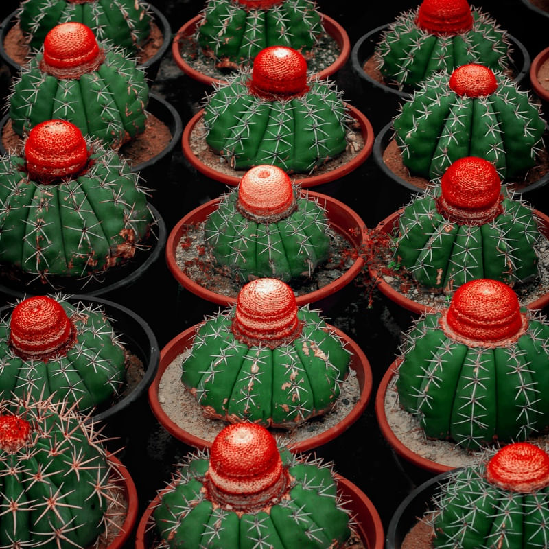 JARDIM - COROA-DE-FRADE