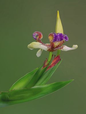 JARDIM - IRIS-DA-PRAIA