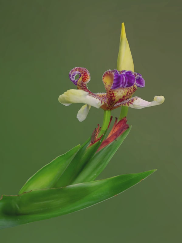 JARDIM - IRIS-DA-PRAIA