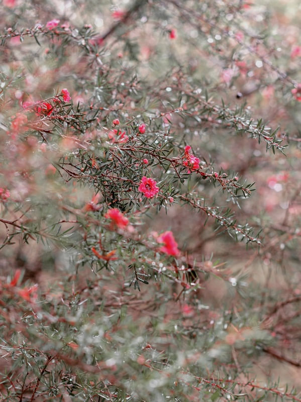 JARDIM - MANUKA