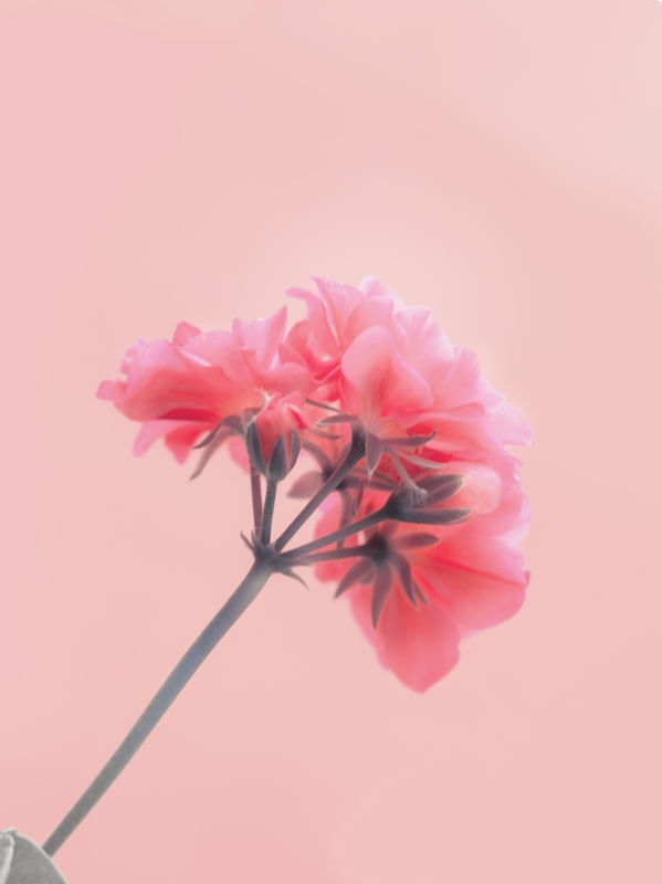JARDIM - GERANIUM