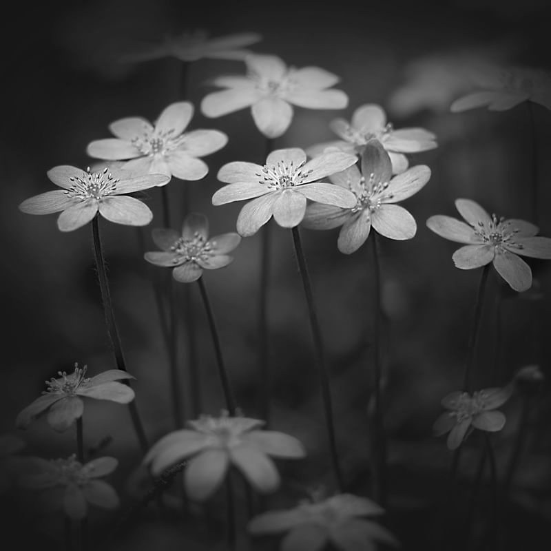 REAL NATURE 10