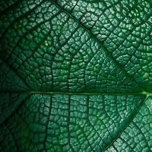 REAL NATURE 12