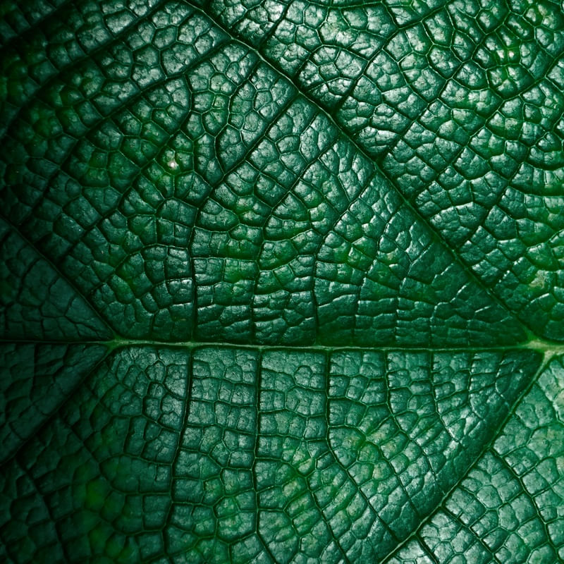 REAL NATURE 12