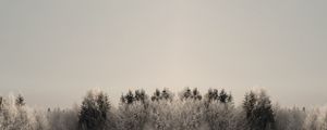 REAL NATURE 15