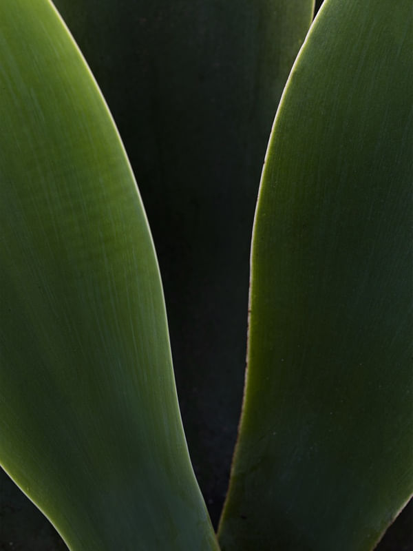 GREEN CROWN
