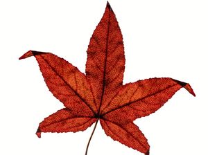 ESTRELA DA NATUREZA