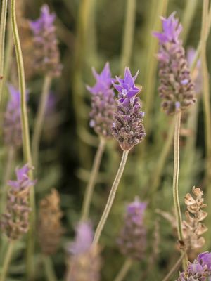 LAVANDA SOLO